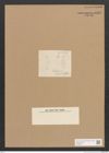 Diatomeae indet. Zeichnungen Sammlung Grunow Nr. 1825 (NHMW-BOT-W0368747)